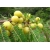 Nasiona Amla liściokwiat phyllantus szt.3 PWxx163