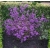 Nasiona Pięknotka bodiniera fioletowa szt.3 PWxx45