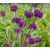 Nasiona Pięknotka bodiniera fioletowa szt.3 PWxx45