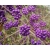 Nasiona Pięknotka bodiniera fioletowa szt.3 PWxx45