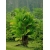 Nasiona Palma Pinanga coronata szt.3 PWxx165