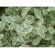 Nasiona Pittosporum garnetti szt.3 PWxx166