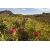 Nasiona Protea repens szt.3 PWxx168