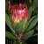 Nasiona Protea obtusifolia szt.3 PWxx167