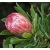 Nasiona Protea obtusifolia szt.3 PWxx167