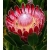 Nasiona Protea obtusifolia szt.3 PWxx167