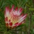 Nasiona Protea repens szt.3 PWxx168
