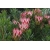 Nasiona Protea repens szt.3 PWxx168