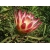 Nasiona Protea repens szt.3 PWxx168