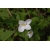 Nasiona Różawiec biały Rhodotypos szt.3 PWxx177