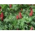 Nasiona Sumak octowiec Rhus typhina szt.3 PWxx178