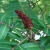 Nasiona Sumak octowiec Rhus typhina szt.3 PWxx178