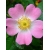 Nasiona Dzika róża rosa canina szt.3 PWxx179