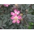 Nasiona Róża czerwonawa rosa glauca szt.3 PWxx180