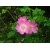 Nasiona Róża rdzawa rosa rubiginosa szt.3 PWxx183
