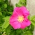 Nasiona Róża pomarszczona rosa rugosa szt.3 PWxx184