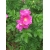 Nasiona Róża pomarszczona rosa rugosa szt.3 PWxx184