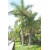 Nasiona Palma Rojstona królewska Roystonea szt.3 PWxx186