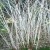 Nasiona Jeżyna białopędowa Rubus szt.3 PWxx187