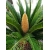 Nasiona Sagowiec wygięty Cycas siamensis szt.3 PWxx89