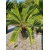 Nasiona Sagowiec wygięty Cycas siamensis szt.3 PWxx89