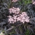 Nasiona Bez czarny sambucus nigra black frills szt.3 PWxx189