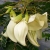 Nasiona Sesbania grandiflora Alba szt.3 PWxx195