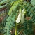 Nasiona Sesbania grandiflora Alba szt.3 PWxx195