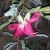 Nasiona Sesbania grandiflora Pink szt.3 PWxx196