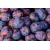 Nasiona Śliwa domowa lubaszka Damson szt.3 PWxx90