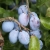 Nasiona Śliwa domowa lubaszka Damson szt.3 PWxx90