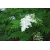 Nasiona Sorbaria tormentosa szt.3 PWxx198