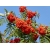Nasiona Jarząb pospolity Sorbus szt.3 PWxx199