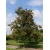 Nasiona Jarząb pospolity Sorbus szt.3 PWxx199