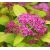 Nasiona Tawuła Garnet and gold Spiraea szt.3 PWxx201