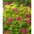 Nasiona Tawuła Garnet and gold Spiraea szt.3 PWxx201