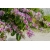 Nasiona Storczykowiec purpurowy szt.3 PWxx33