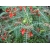 Nasiona Sutherlandia frutescens szt.3 PWxx202