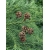 Nasiona Szydlica japońska Cryptomeria szt.3 PWxx87