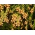 Nasiona Szydlica japońska Cryptomeria szt.3 PWxx87