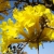 Nasiona Tabebuja Tabebuia aurea szt.3 PWxx204