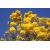 Nasiona Tabebuja Tabebuia aurea szt.3 PWxx204