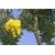 Nasiona Tabebuja Tabebuia aurea szt.3 PWxx204