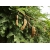 Nasiona Tamaryndowiec indyjski tamarindus szt.3 PWxx205