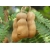 Nasiona Tamaryndowiec indyjski tamarindus szt.3 PWxx205