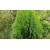 Nasiona Żywotnik zachodni Thuja szt.3 PWxx208