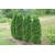 Nasiona Żywotnik zachodni Thuja szt.3 PWxx208