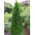 Nasiona Żywotnik zachodni Thuja szt.3 PWxx208