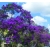Nasiona Tibouchina fraterna szt.3 PWxx209