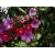 Nasiona Tibouchina grossa szt.3 PWxx210